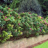 Шиповник для живой изгороди - Питомник декоративных растений "Парковые Розы" 