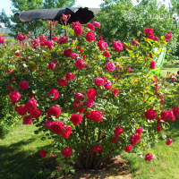 Канадские розы - Питомник декоративных растений "Парковые Розы" 