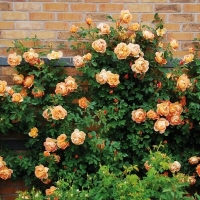 Английские розы (David Austin Roses) - Питомник декоративных растений "Парковые Розы" 