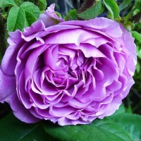 Lavender Ice (Лавендер Айс) - Питомник декоративных растений "Парковые Розы" 