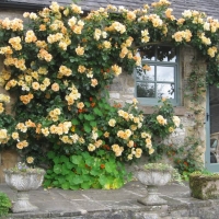Зимостойкие парковые розы (видовые розы и их гибриды) - Питомник декоративных растений "Парковые Розы" 