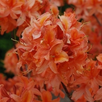 Рододендрон (Азалия) "Mandarin Lights" - Питомник декоративных растений "Парковые Розы" 