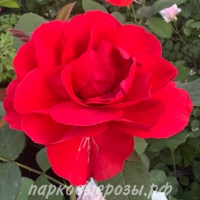 Morden Fireglow ( ) -      " " 