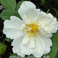 Morden Snowbeauty ( ) -      " " 