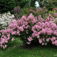 Мускусные гибриды - Питомник декоративных растений "Парковые Розы" 