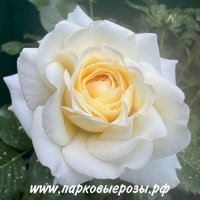 Nadia Meillandecor ( ) -      " " 