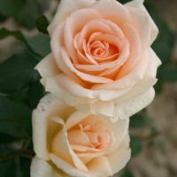 Osiana (Осиана) - Питомник декоративных растений "Парковые Розы" 