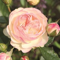  Pastella (Пастелла) - Питомник декоративных растений "Парковые Розы" 