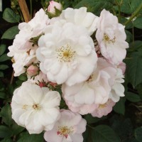 Perennial Blush (Перенниал Блаш) - Питомник декоративных растений "Парковые Розы" 