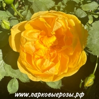  Persian Yellow ( ) -      " " 