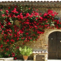 Плетистые розы - Питомник декоративных растений "Парковые Розы" 