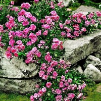 Почвопокровные, бордюрные, спрей, патио, миниатюрные розы - Питомник декоративных растений "Парковые Розы" 