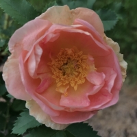 Prairie Peace ( ) -      " " 