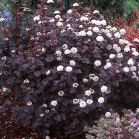 Пузыреплодник калинолистный "Ред Барон" - Питомник декоративных растений "Парковые Розы" 