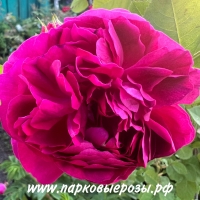 Rosa damascena ( ) -      " " 