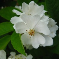  Rosa multiflora (  ()) -    " " 