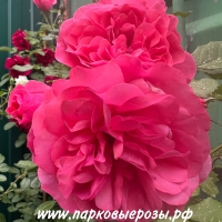  Rosarium Uetersen ( ) -      " " 