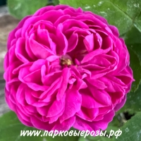 Rose de Rescht (  ) -      " " 