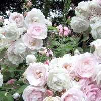 Распродажа до 30 % - Питомник декоративных растений "Парковые Розы" 