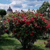 Шрабы (кустовые розы) - Питомник декоративных растений "Парковые Розы" 