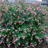 Снежноягодник - Питомник декоративных растений "Парковые Розы" 