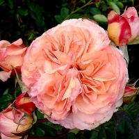 Чайно- гибридные розы - Питомник декоративных растений "Парковые Розы" 