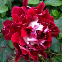 Кружевные розы - Питомник декоративных растений "Парковые Розы" 
