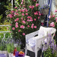 Мини - плетистые розы "Starlet Roses" (Rosen-Tantau) - Питомник декоративных растений "Парковые Розы" 