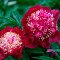 Пион молочноцветковый "Tom Cat"  - Питомник декоративных растений "Парковые Розы" 