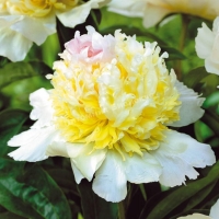 Пион молочноцветковый "Top Brass" - Питомник декоративных растений "Парковые Розы" 