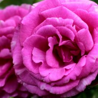 Zephirine Drouhin (Зефирин Друэн) - Питомник декоративных растений "Парковые Розы" 