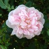Как выбрать неукрывную розу?  - Питомник декоративных растений "Парковые Розы" 